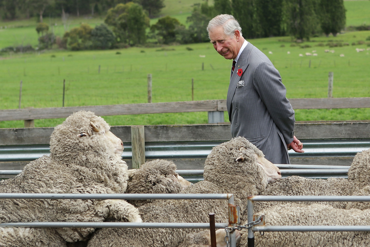 HOBART, AUSTRALIA - NOVEMBER 08: Prince Charles, Prince of Wales observes sheep being mustered into shearing shed yards at Leenavale Sheep Stud on November 8, 2012 in Sorell, Australia. The Royal couple are in Australia on the second leg of a Diamond Jubilee Tour taking in Papua New Guinea, Australia and New Zealand. (Photo by Brendon Thorne/Getty Images)