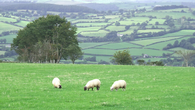 Across_the_Teifi_Valley