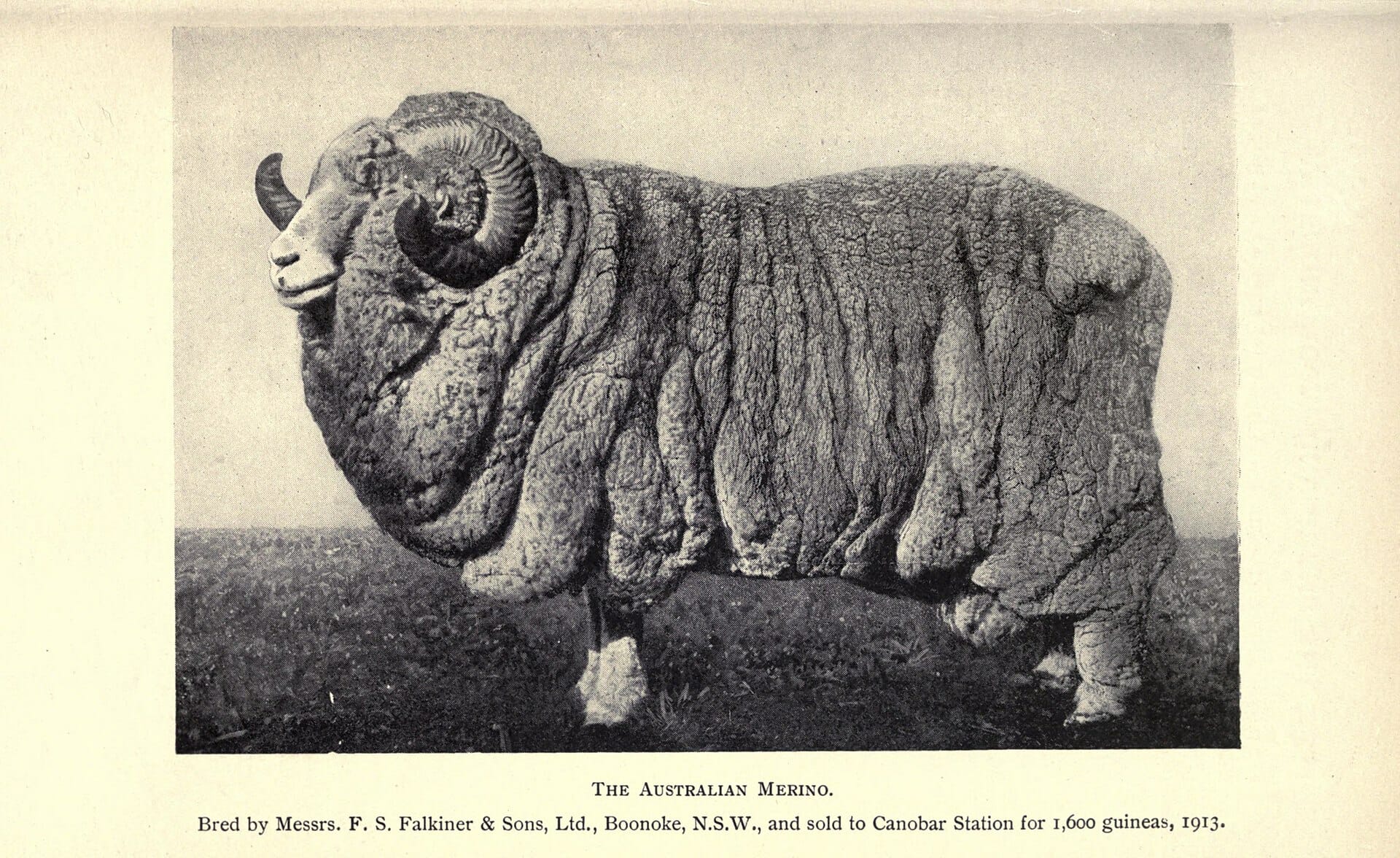 1920px-The_sheep_and_wool_industry_of_Australasia_(Page_9)_BHL20150119